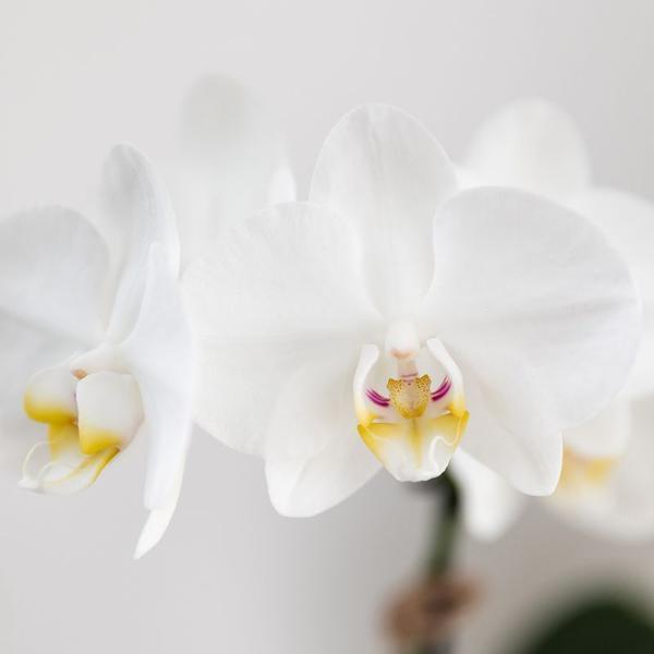 [Brand/Company Name] [Plant/Flower Type] and [Plant/Flower Type] set in [Material/Color] pot on [Material/Color] tray.