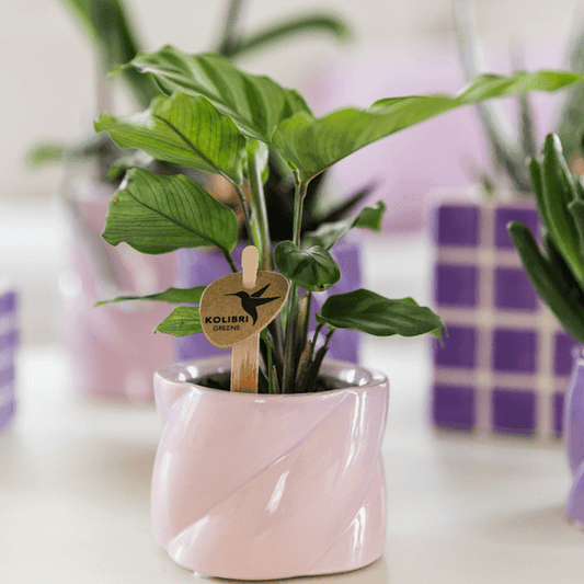 [Brand/Company Name] [Plant/Flower Type] and [Plant/Flower Type] set in [Material/Color] pot on [Material/Color] tray.