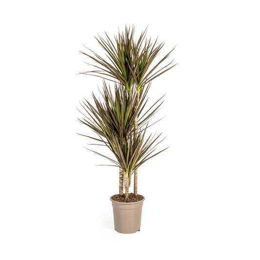 [Brand/Company Name] [Plant/Flower Type] and [Plant/Flower Type] set in [Material/Color] pot on [Material/Color] tray.