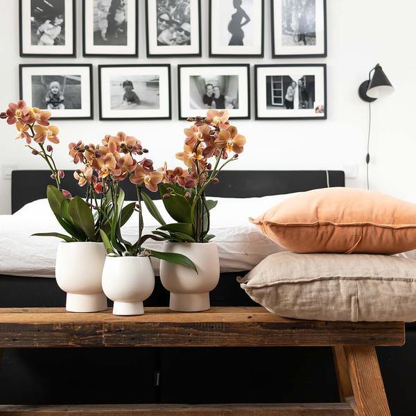 [Brand/Company Name] [Plant/Flower Type] and [Plant/Flower Type] set in [Material/Color] pot on [Material/Color] tray.