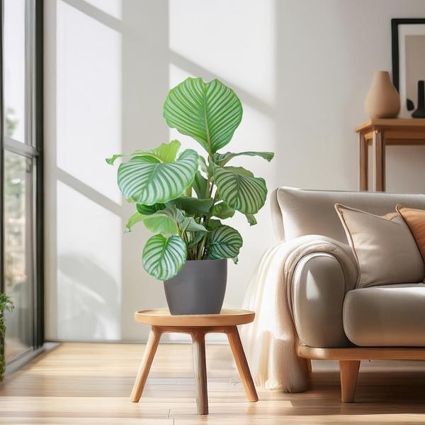 [Brand/Company Name] [Plant/Flower Type] and [Plant/Flower Type] set in [Material/Color] pot on [Material/Color] tray.