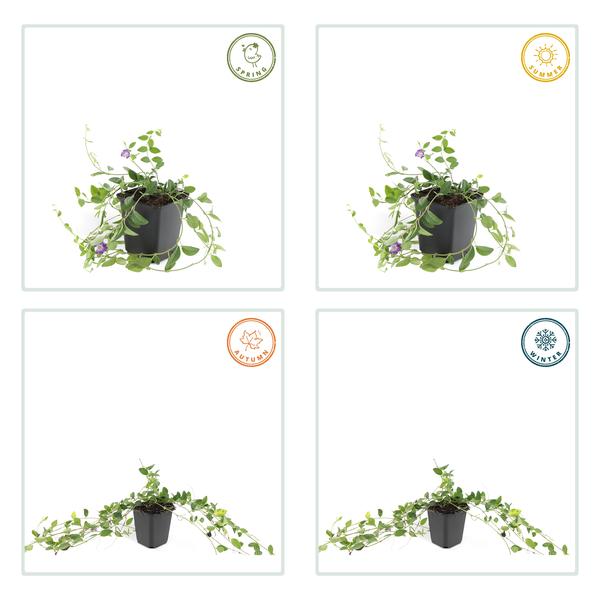 [Brand/Company Name] [Plant/Flower Type] and [Plant/Flower Type] set in [Material/Color] pot on [Material/Color] tray.