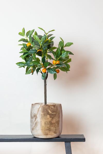 [Brand/Company Name] [Plant/Flower Type] and [Plant/Flower Type] set in [Material/Color] pot on [Material/Color] tray.
