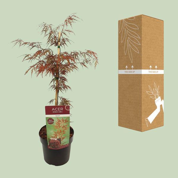 [Brand/Company Name] [Plant/Flower Type] and [Plant/Flower Type] set in [Material/Color] pot on [Material/Color] tray.