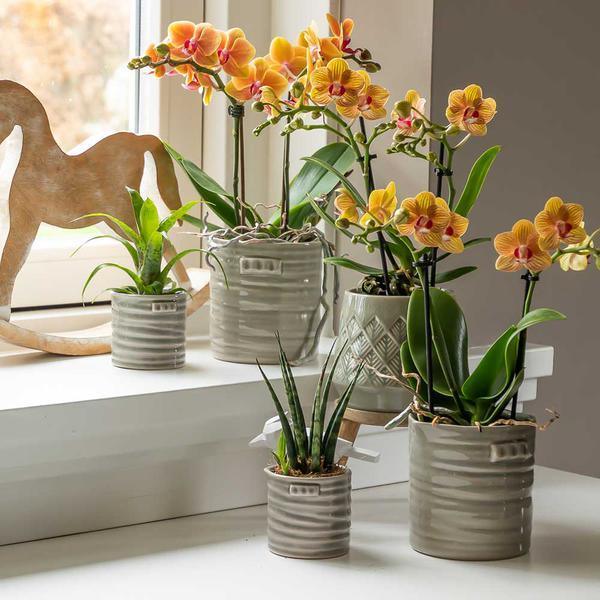 [Brand/Company Name] [Plant/Flower Type] and [Plant/Flower Type] set in [Material/Color] pot on [Material/Color] tray.