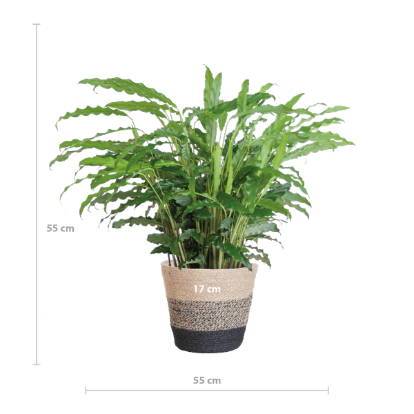 [Brand/Company Name] [Plant/Flower Type] and [Plant/Flower Type] set in [Material/Color] pot on [Material/Color] tray.