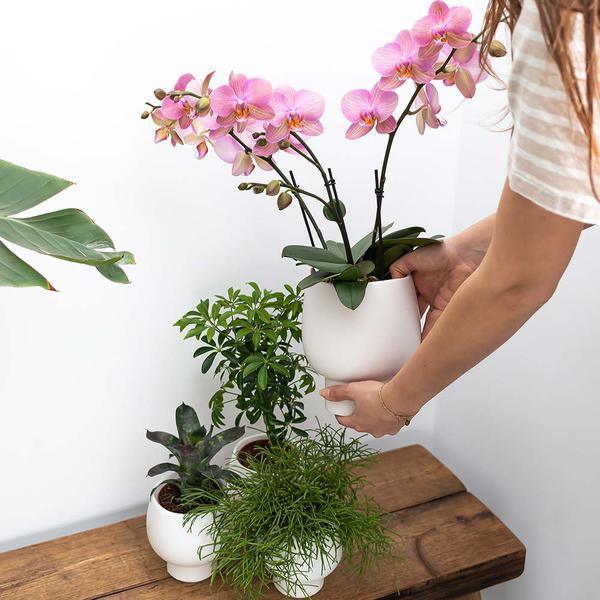 [Brand/Company Name] [Plant/Flower Type] and [Plant/Flower Type] set in [Material/Color] pot on [Material/Color] tray.