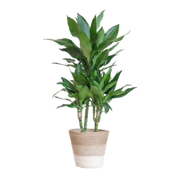 [Brand/Company Name] [Plant/Flower Type] and [Plant/Flower Type] set in [Material/Color] pot on [Material/Color] tray.