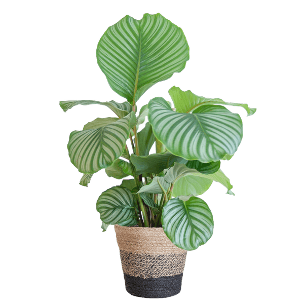 [Brand/Company Name] [Plant/Flower Type] and [Plant/Flower Type] set in [Material/Color] pot on [Material/Color] tray.