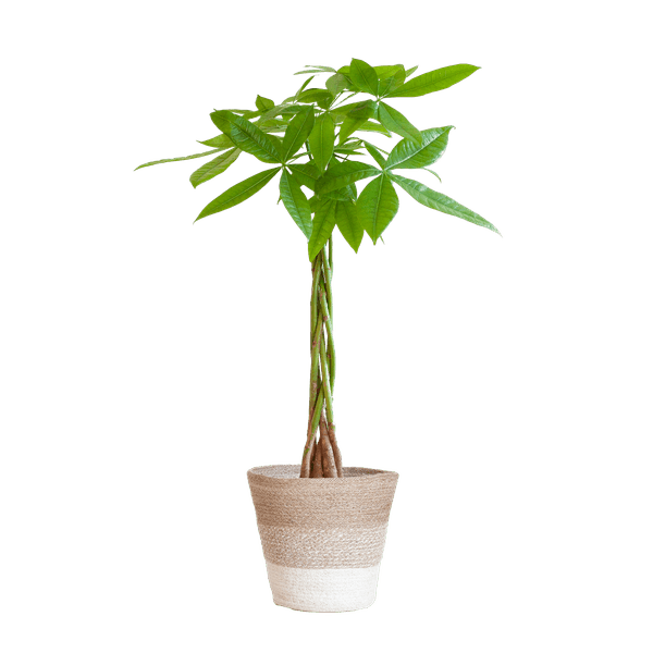 [Brand/Company Name] [Plant/Flower Type] and [Plant/Flower Type] set in [Material/Color] pot on [Material/Color] tray.