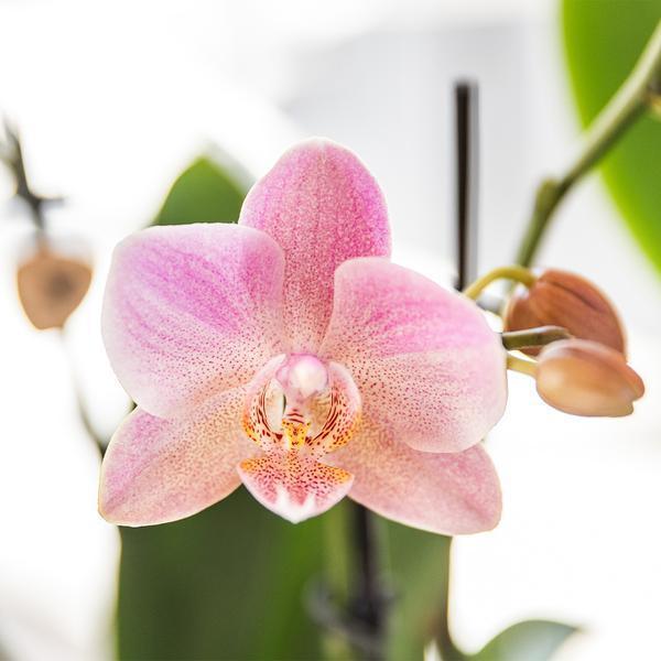 [Brand/Company Name] [Plant/Flower Type] and [Plant/Flower Type] set in [Material/Color] pot on [Material/Color] tray.