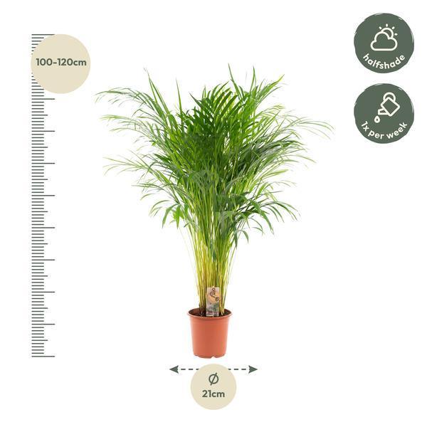[Brand/Company Name] [Plant/Flower Type] and [Plant/Flower Type] set in [Material/Color] pot on [Material/Color] tray.