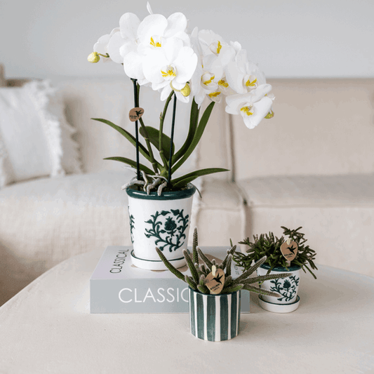 [Brand/Company Name] [Plant/Flower Type] and [Plant/Flower Type] set in [Material/Color] pot on [Material/Color] tray.