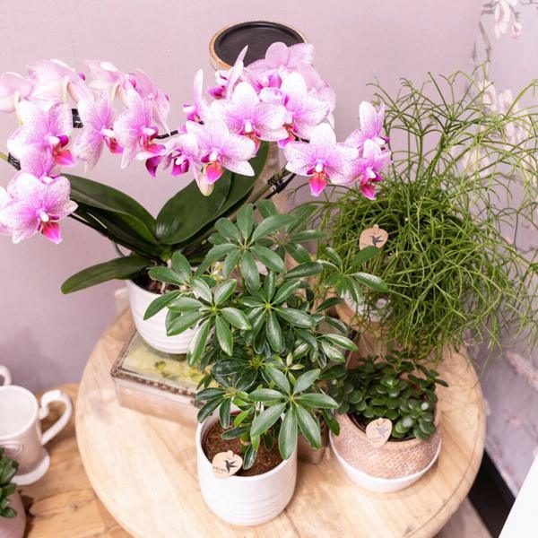 [Brand/Company Name] [Plant/Flower Type] and [Plant/Flower Type] set in [Material/Color] pot on [Material/Color] tray.