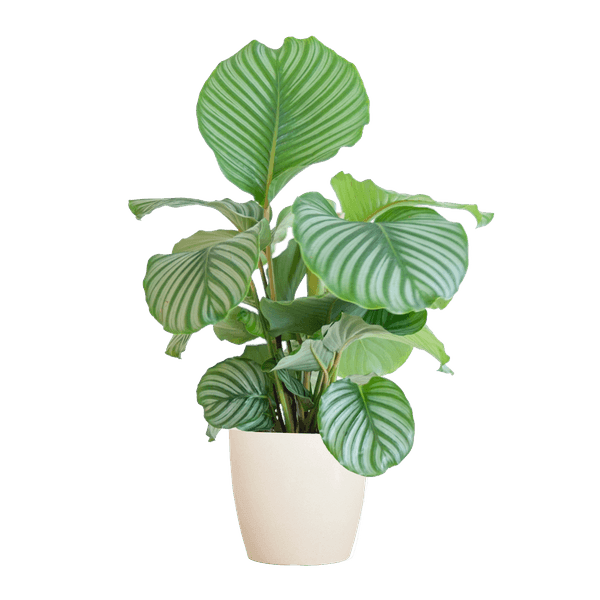 [Brand/Company Name] [Plant/Flower Type] and [Plant/Flower Type] set in [Material/Color] pot on [Material/Color] tray.