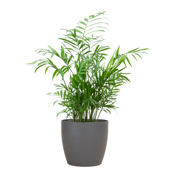 [Brand/Company Name] [Plant/Flower Type] and [Plant/Flower Type] set in [Material/Color] pot on [Material/Color] tray.