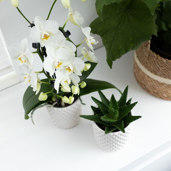 [Brand/Company Name] [Plant/Flower Type] and [Plant/Flower Type] set in [Material/Color] pot on [Material/Color] tray.