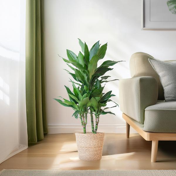 [Brand/Company Name] [Plant/Flower Type] and [Plant/Flower Type] set in [Material/Color] pot on [Material/Color] tray.