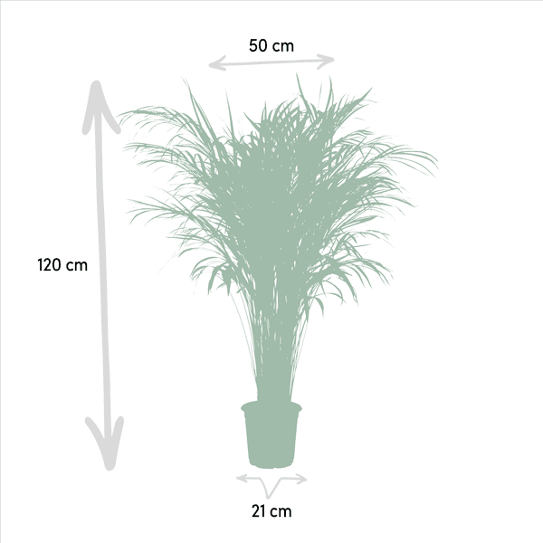 [Brand/Company Name] [Plant/Flower Type] and [Plant/Flower Type] set in [Material/Color] pot on [Material/Color] tray.