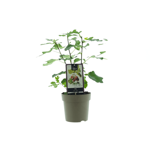 [Brand/Company Name] [Plant/Flower Type] and [Plant/Flower Type] set in [Material/Color] pot on [Material/Color] tray.