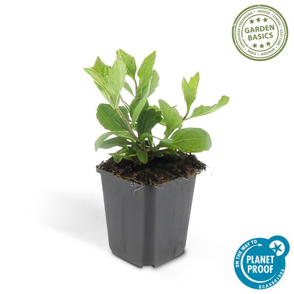 [Brand/Company Name] [Plant/Flower Type] and [Plant/Flower Type] set in [Material/Color] pot on [Material/Color] tray.
