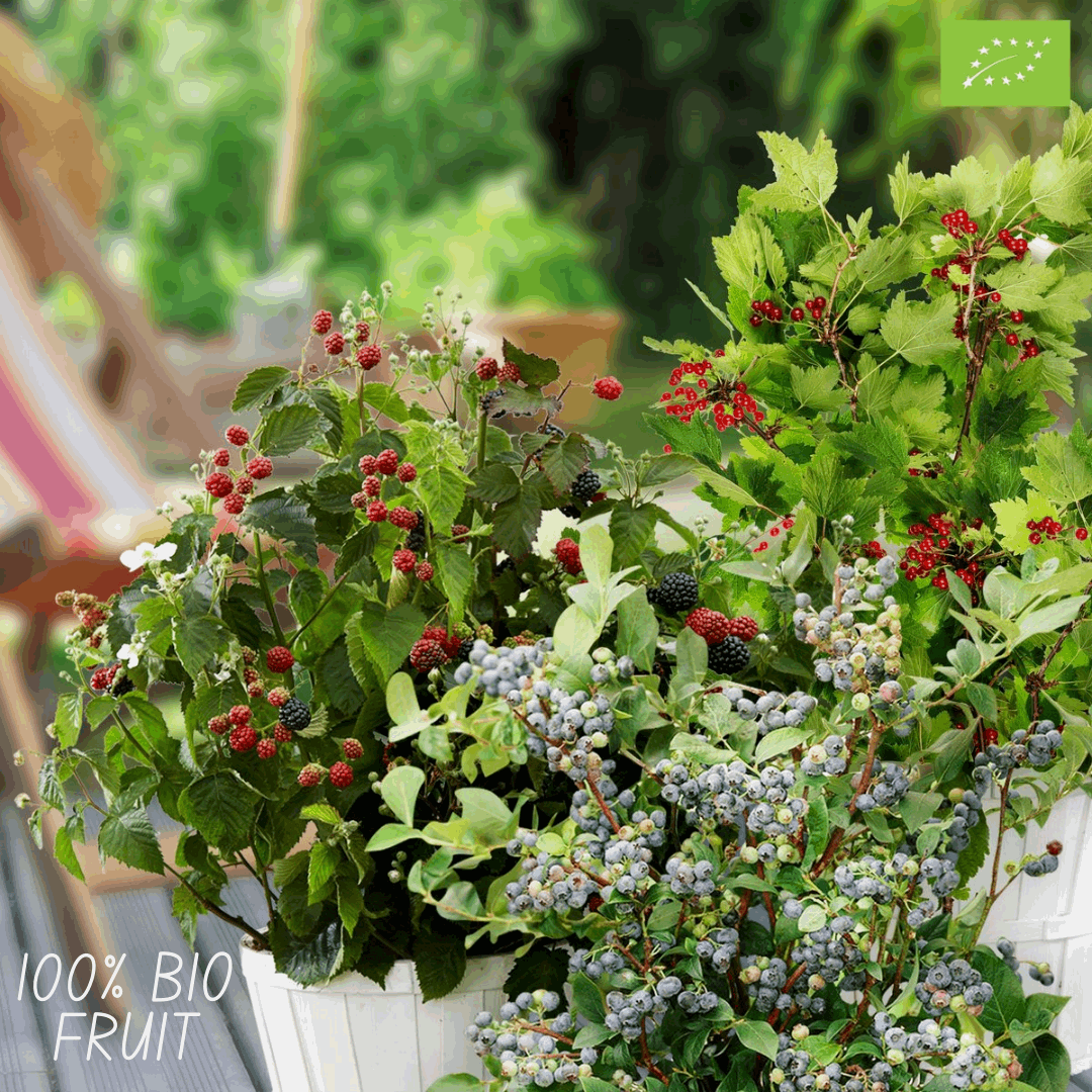 [Brand/Company Name] [Plant/Flower Type] and [Plant/Flower Type] set in [Material/Color] pot on [Material/Color] tray.