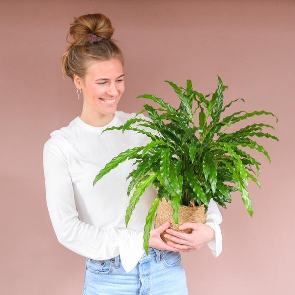 [Brand/Company Name] [Plant/Flower Type] and [Plant/Flower Type] set in [Material/Color] pot on [Material/Color] tray.