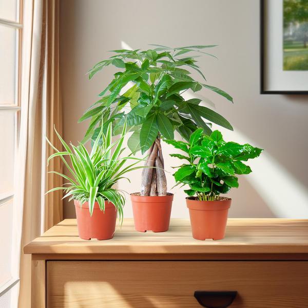 [Brand/Company Name] [Plant/Flower Type] and [Plant/Flower Type] set in [Material/Color] pot on [Material/Color] tray.