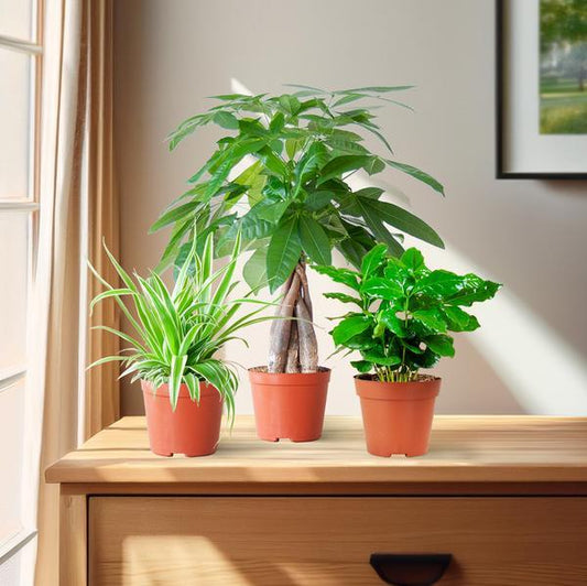 [Brand/Company Name] [Plant/Flower Type] and [Plant/Flower Type] set in [Material/Color] pot on [Material/Color] tray.
