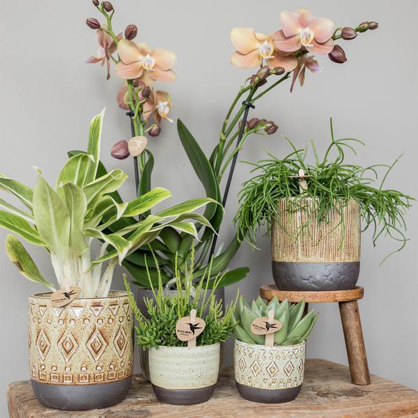 [Brand/Company Name] [Plant/Flower Type] and [Plant/Flower Type] set in [Material/Color] pot on [Material/Color] tray.