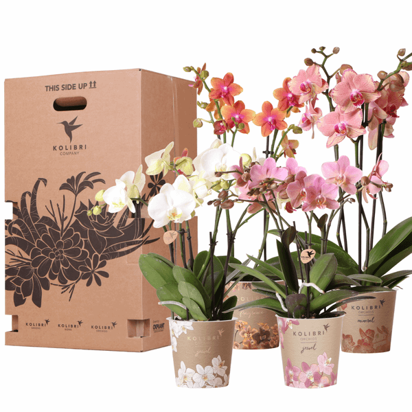 [Brand/Company Name] [Plant/Flower Type] and [Plant/Flower Type] set in [Material/Color] pot on [Material/Color] tray.