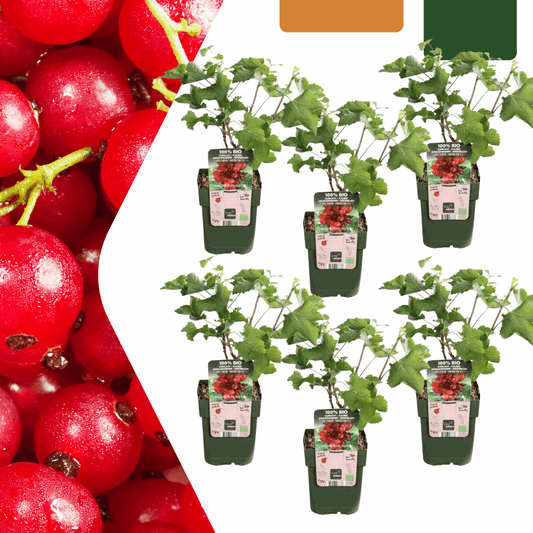 [Brand/Company Name] [Plant/Flower Type] and [Plant/Flower Type] set in [Material/Color] pot on [Material/Color] tray.