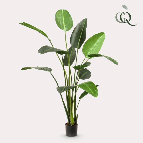 [Brand/Company Name] [Plant/Flower Type] and [Plant/Flower Type] set in [Material/Color] pot on [Material/Color] tray.