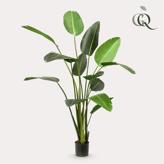 [Brand/Company Name] [Plant/Flower Type] and [Plant/Flower Type] set in [Material/Color] pot on [Material/Color] tray.