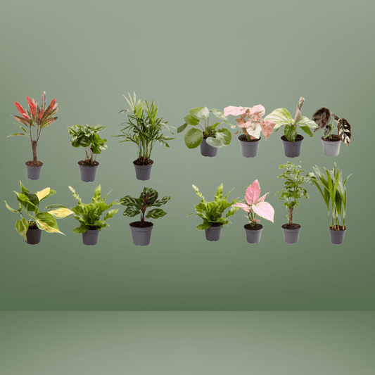 [Brand/Company Name] [Plant/Flower Type] and [Plant/Flower Type] set in [Material/Color] pot on [Material/Color] tray.