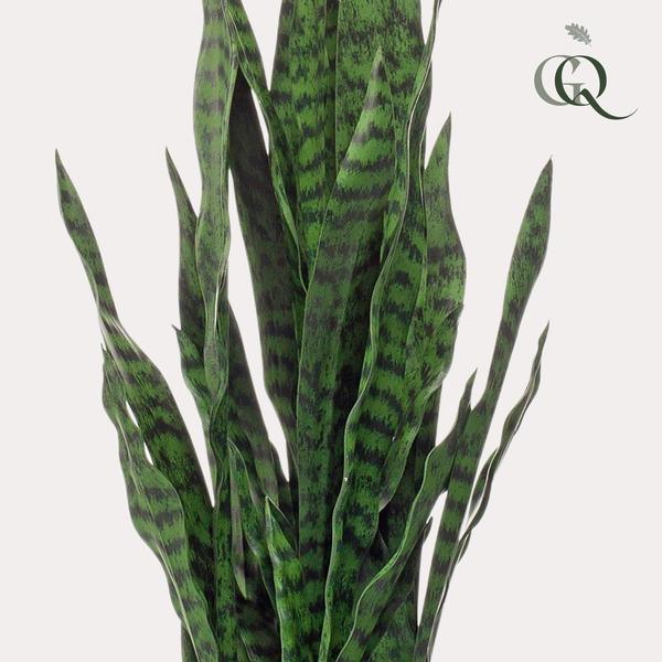 [Brand/Company Name] [Plant/Flower Type] and [Plant/Flower Type] set in [Material/Color] pot on [Material/Color] tray.