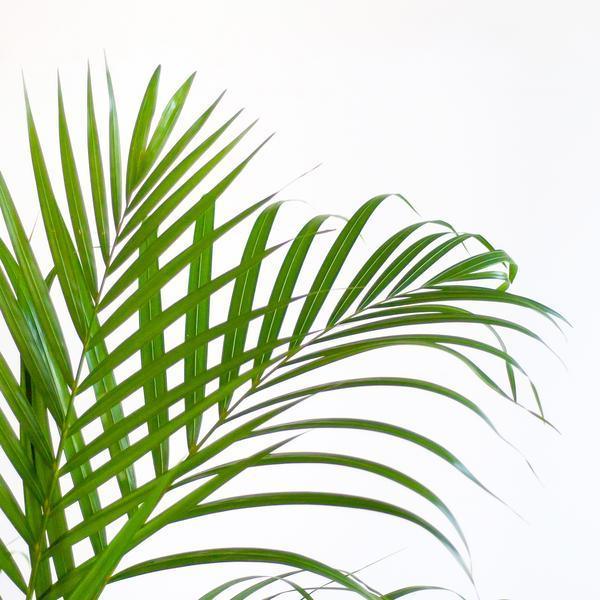 [Brand/Company Name] [Plant/Flower Type] and [Plant/Flower Type] set in [Material/Color] pot on [Material/Color] tray.