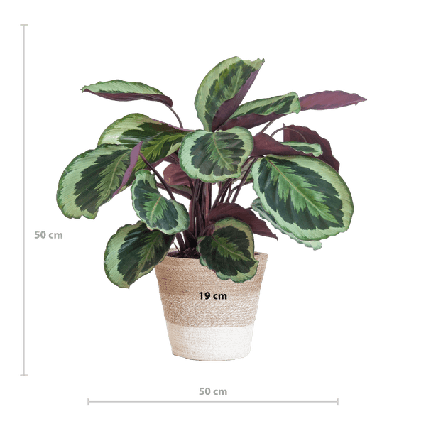 [Brand/Company Name] [Plant/Flower Type] and [Plant/Flower Type] set in [Material/Color] pot on [Material/Color] tray.
