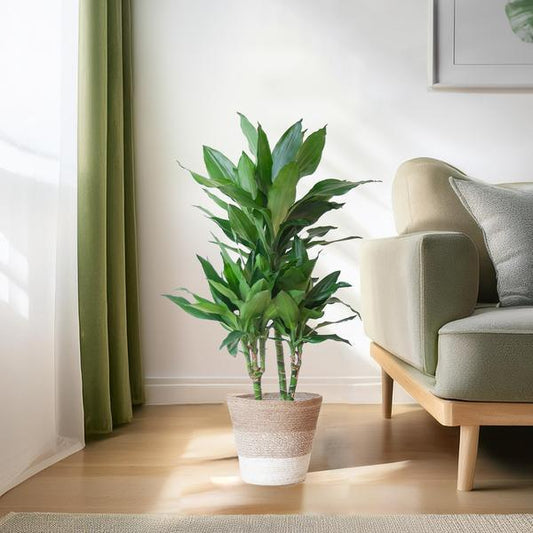 [Brand/Company Name] [Plant/Flower Type] and [Plant/Flower Type] set in [Material/Color] pot on [Material/Color] tray.