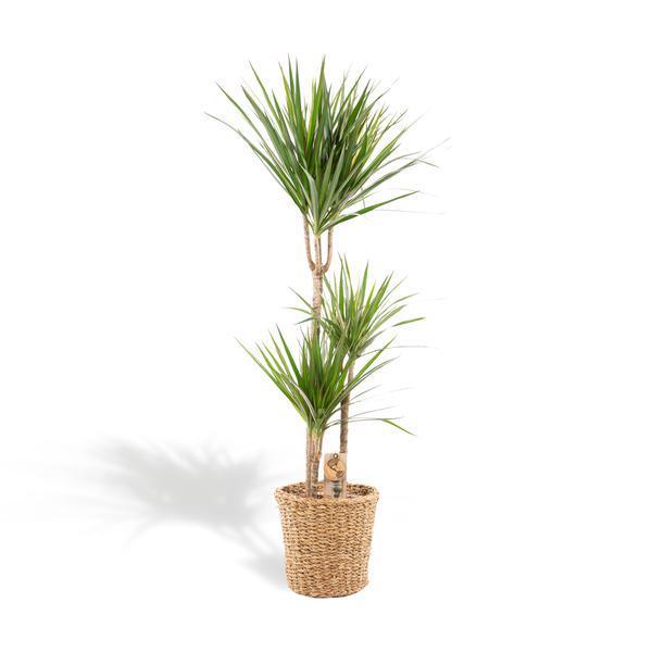 [Brand/Company Name] [Plant/Flower Type] and [Plant/Flower Type] set in [Material/Color] pot on [Material/Color] tray.