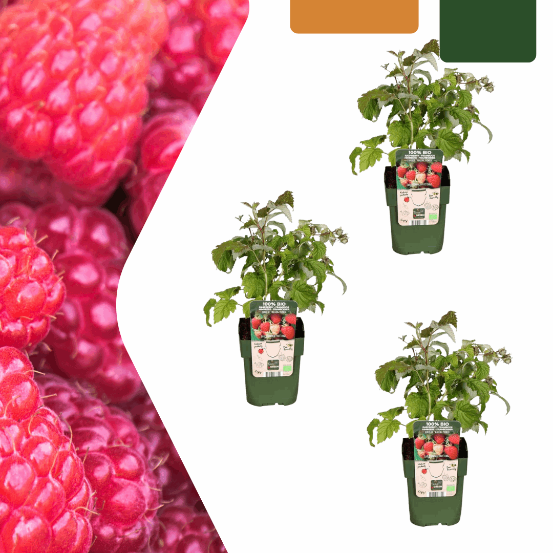 [Brand/Company Name] [Plant/Flower Type] and [Plant/Flower Type] set in [Material/Color] pot on [Material/Color] tray.