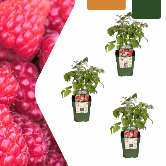 [Brand/Company Name] [Plant/Flower Type] and [Plant/Flower Type] set in [Material/Color] pot on [Material/Color] tray.