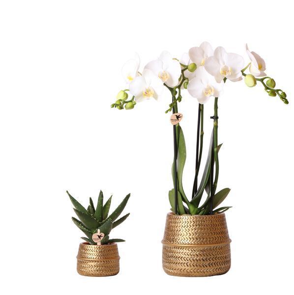[Brand/Company Name] [Plant/Flower Type] and [Plant/Flower Type] set in [Material/Color] pot on [Material/Color] tray.