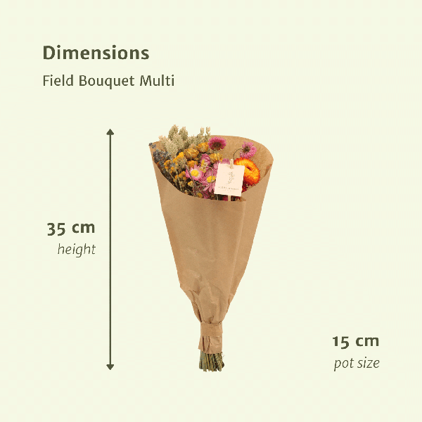 [Brand/Company Name] [Plant/Flower Type] and [Plant/Flower Type] set in [Material/Color] pot on [Material/Color] tray.