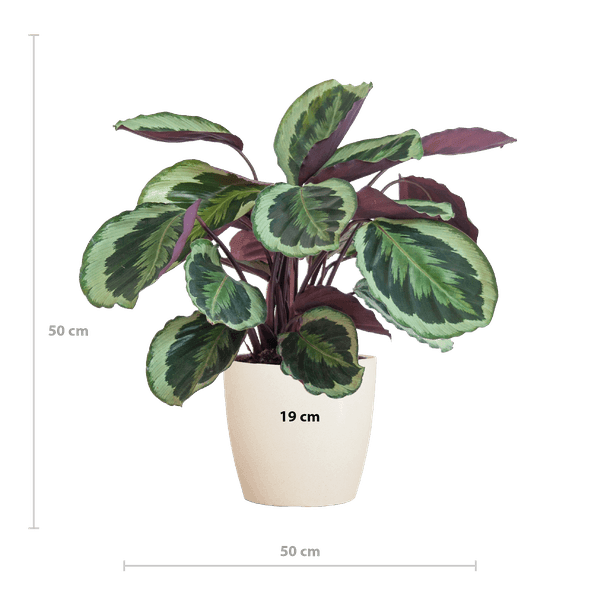 [Brand/Company Name] [Plant/Flower Type] and [Plant/Flower Type] set in [Material/Color] pot on [Material/Color] tray.