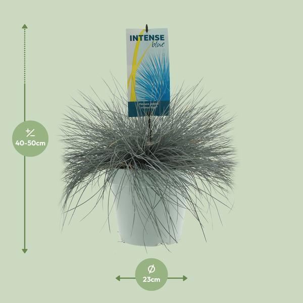 [Brand/Company Name] [Plant/Flower Type] and [Plant/Flower Type] set in [Material/Color] pot on [Material/Color] tray.