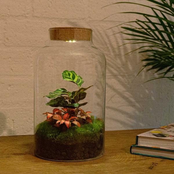 [Brand/Company Name] [Plant/Flower Type] and [Plant/Flower Type] set in [Material/Color] pot on [Material/Color] tray.