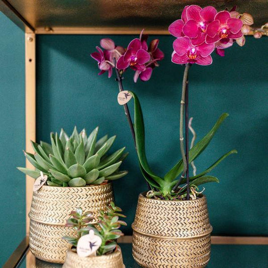 [Brand/Company Name] [Plant/Flower Type] and [Plant/Flower Type] set in [Material/Color] pot on [Material/Color] tray.