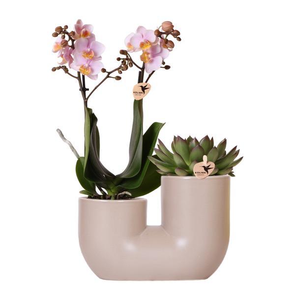 [Brand/Company Name] [Plant/Flower Type] and [Plant/Flower Type] set in [Material/Color] pot on [Material/Color] tray.