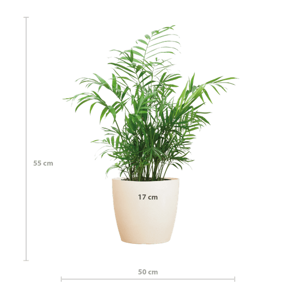 [Brand/Company Name] [Plant/Flower Type] and [Plant/Flower Type] set in [Material/Color] pot on [Material/Color] tray.